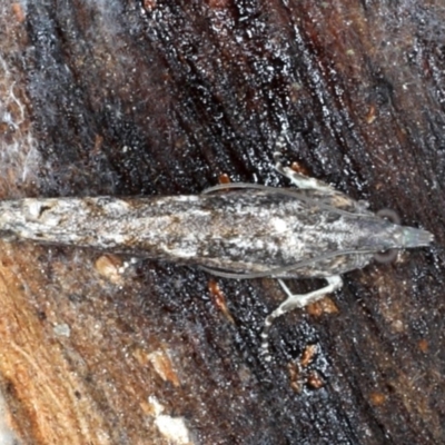 Spilonota-group (A Tortricid moth) at Majura, ACT - 24 Aug 2020 by jbromilow50