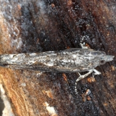 Spilonota-group at Majura, ACT - 24 Aug 2020