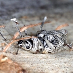 Leptopius robustus (Fruit tree root weevil) at Majura, ACT - 24 Aug 2020 by jbromilow50