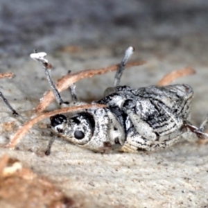 Leptopius robustus at Majura, ACT - 24 Aug 2020