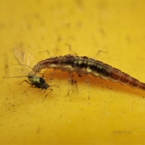 Chrysopidae (family) at Cook, ACT - 13 Aug 2020