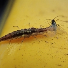 Chrysopidae (family) at Cook, ACT - 13 Aug 2020