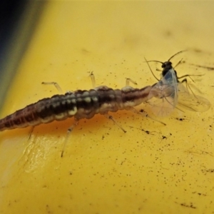 Chrysopidae (family) at Cook, ACT - 13 Aug 2020