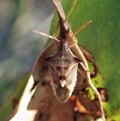 Oechalia schellenbergii (Spined Predatory Shield Bug) at Aranda Bushland - 13 Aug 2020 by CathB