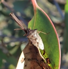 Oechalia schellenbergii at Holt, ACT - 13 Aug 2020