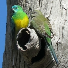 Psephotus haematonotus (Red-rumped Parrot) at Fadden, ACT - 26 Aug 2020 by KumikoCallaway