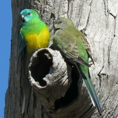 Psephotus haematonotus (Red-rumped Parrot) at Wanniassa Hill - 26 Aug 2020 by KumikoCallaway