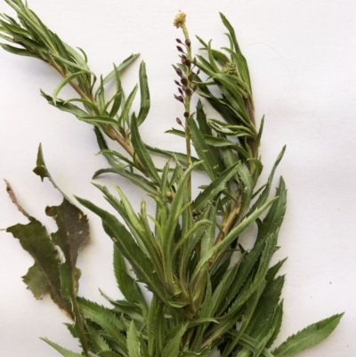 Lepidium africanum (Common Peppercress) at Hughes, ACT - 26 Aug 2020 by ruthkerruish