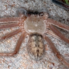 Delena cancerides (Social huntsman spider) at Mount Ainslie - 22 Aug 2020 by jb2602