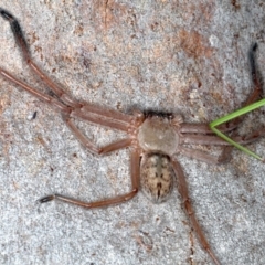 Delena cancerides at Majura, ACT - 22 Aug 2020 04:14 PM