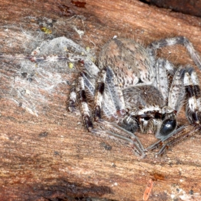 Isopedella sp. (genus) (Isopedella huntsman) at Mount Ainslie - 22 Aug 2020 by jb2602