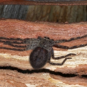 Isopeda sp. (genus) at Majura, ACT - 22 Aug 2020