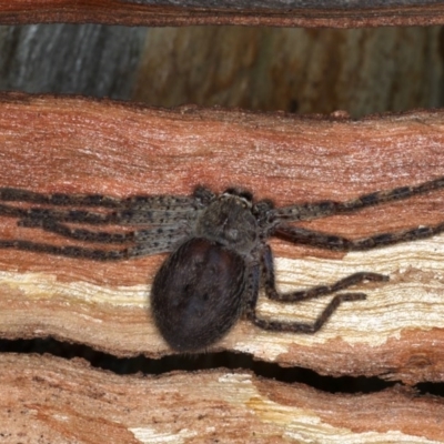 Isopeda sp. (genus) (Huntsman Spider) at Mount Ainslie - 22 Aug 2020 by jb2602