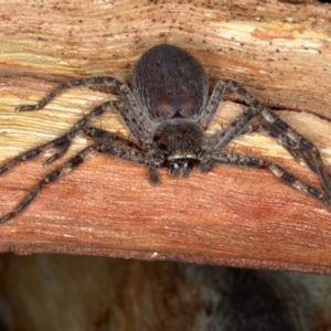 Isopeda sp. (genus) at Majura, ACT - 22 Aug 2020