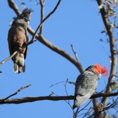 Callocephalon fimbriatum (Gang-gang Cockatoo) at Acton, ACT - 25 Aug 2020 by HelenCross