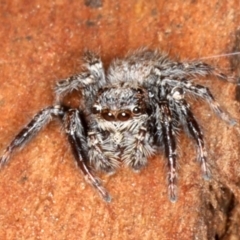 Servaea sp. (genus) (Unidentified Servaea jumping spider) at Mount Ainslie - 22 Aug 2020 by jb2602