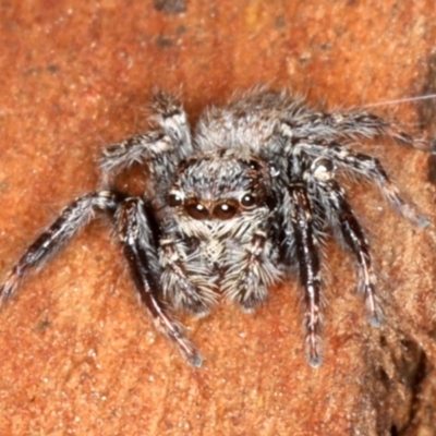 Servaea sp. (genus) (Unidentified Servaea jumping spider) at Mount Ainslie - 22 Aug 2020 by jb2602