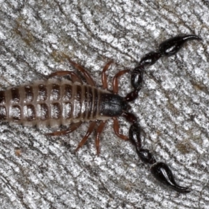 Haplochernes sp. (genus) at Majura, ACT - 22 Aug 2020