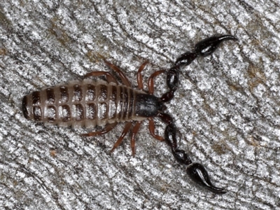 Haplochernes sp. (genus) (Chernetid Pseudoscorpion) at Majura, ACT - 22 Aug 2020 by jb2602