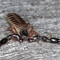 Haplochernes sp. (genus) at Majura, ACT - 22 Aug 2020