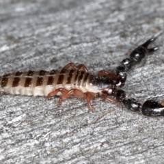 Haplochernes sp. (genus) at Majura, ACT - 22 Aug 2020