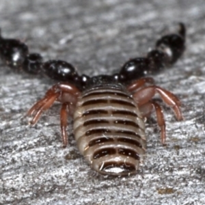 Haplochernes sp. (genus) at Majura, ACT - 22 Aug 2020