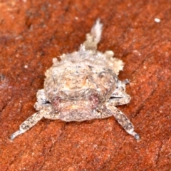 Platybrachys sp. (genus) at Majura, ACT - 22 Aug 2020 03:32 PM