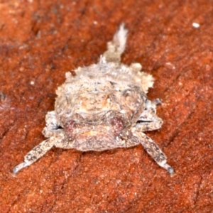 Platybrachys sp. (genus) at Majura, ACT - 22 Aug 2020 03:32 PM