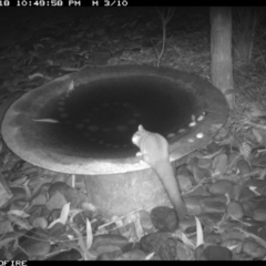 Petaurus notatus (Krefft’s Glider, formerly Sugar Glider) at Bournda National Park - 18 Jun 2020 by Rose