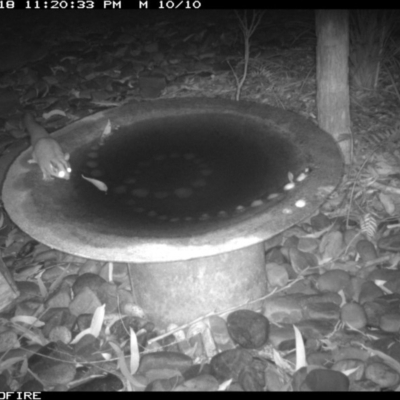 Petaurus notatus (Krefft’s Glider, formerly Sugar Glider) at Bournda National Park - 18 Jun 2020 by Rose