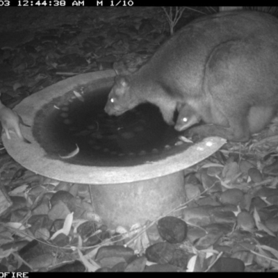 Wallabia bicolor (Swamp Wallaby) at Bournda National Park - 2 Jul 2020 by Rose