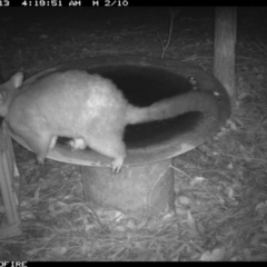 Trichosurus vulpecula (Common Brushtail Possum) at Wallagoot, NSW - 13 Jan 2020 by Rose