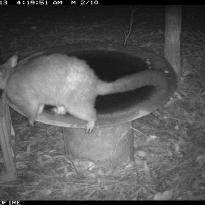 Trichosurus vulpecula (Common Brushtail Possum) at Wallagoot, NSW - 13 Jan 2020 by Rose