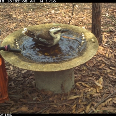 Dacelo novaeguineae (Laughing Kookaburra) at Wallagoot, NSW - 19 Jan 2020 by Rose