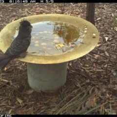 Callocephalon fimbriatum (Gang-gang Cockatoo) at Bournda National Park - 23 Nov 2018 by Rose