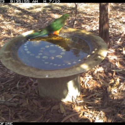 Alisterus scapularis (Australian King-Parrot) at Bournda National Park - 22 Dec 2019 by Rose