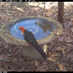 Alisterus scapularis (Australian King-Parrot) at Wallagoot, NSW - 23 Dec 2019 by Rose