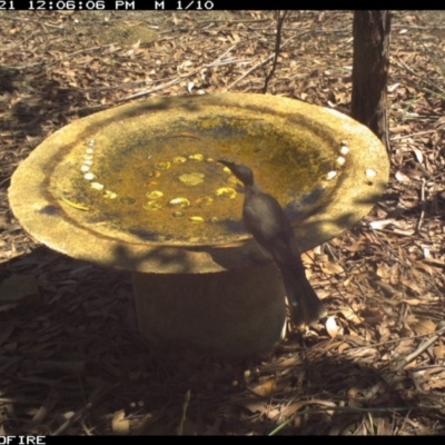 Philemon corniculatus (Noisy Friarbird) at Bournda National Park - 21 Feb 2020 by Rose