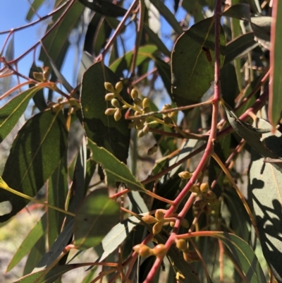 Eucalyptus rubida subsp. rubida (Candlebark) at Bungendore, NSW - 25 Aug 2020 by Nat