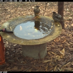Anthochaera carunculata (Red Wattlebird) at Bournda National Park - 19 Jan 2020 by Rose