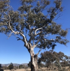 Eucalyptus rubida subsp. rubida (Candlebark) at Turallo Nature Reserve - 25 Aug 2020 by Nat