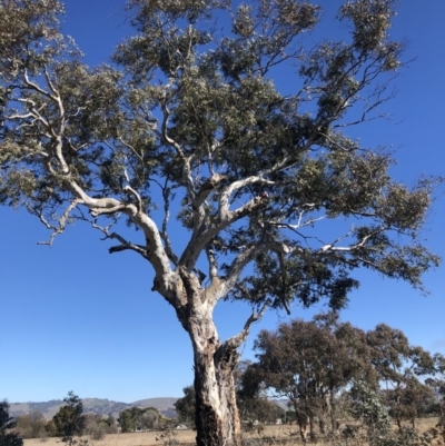 Eucalyptus rubida subsp. rubida (Candlebark) at Bungendore, NSW - 25 Aug 2020 by Nat