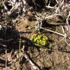 Drosera sp. (A Sundew) at Bungendore, NSW - 26 Aug 2020 by Nat