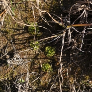 Drosera sp. at Bungendore, NSW - 26 Aug 2020