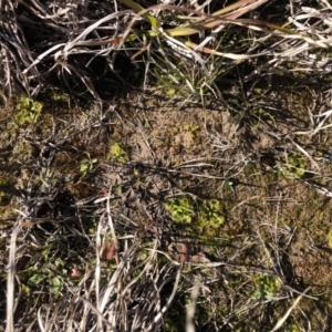 Drosera sp. at Bungendore, NSW - 26 Aug 2020 10:07 AM