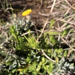 Leptorhynchos squamatus (Scaly Buttons) at Turallo Nature Reserve - 26 Aug 2020 by Nat