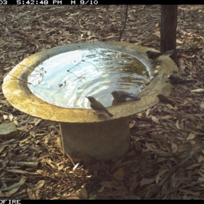 Rhipidura albiscapa (Grey Fantail) at Wallagoot, NSW - 3 Feb 2020 by Rose