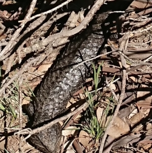 Tiliqua rugosa at Sutton, NSW - 25 Aug 2020