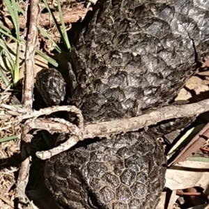 Tiliqua rugosa at Sutton, NSW - 25 Aug 2020