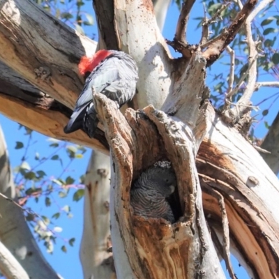 Callocephalon fimbriatum (Gang-gang Cockatoo) at Hughes, ACT - 24 Aug 2020 by JackyF